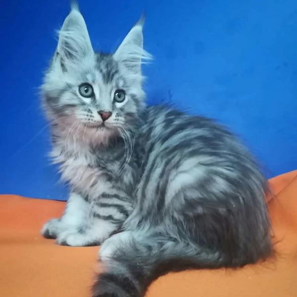 Iris Maine Coon male, black silver spotted tabby