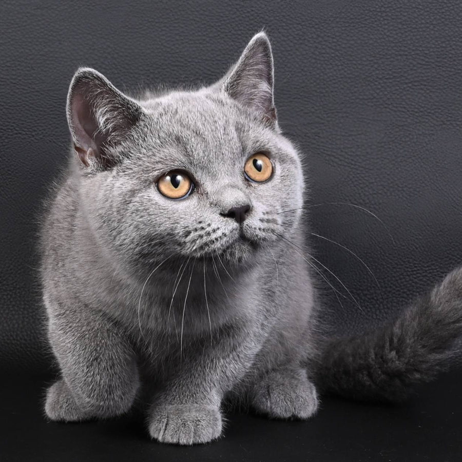 Earl Grey British Shorthair male, blue