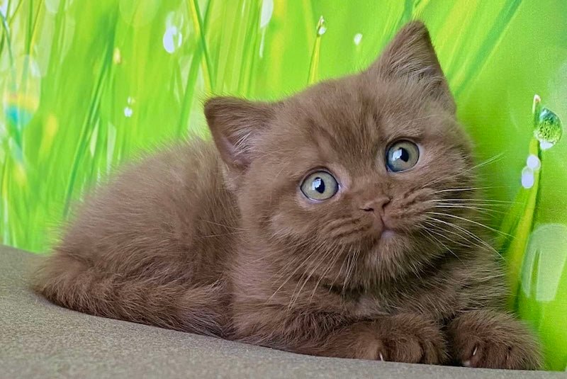 George British Shorthair male, cinnamon