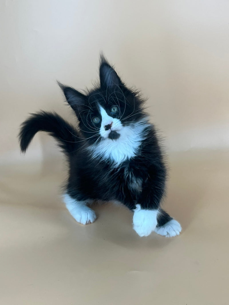 Bred Maine Coon male, black bicolour