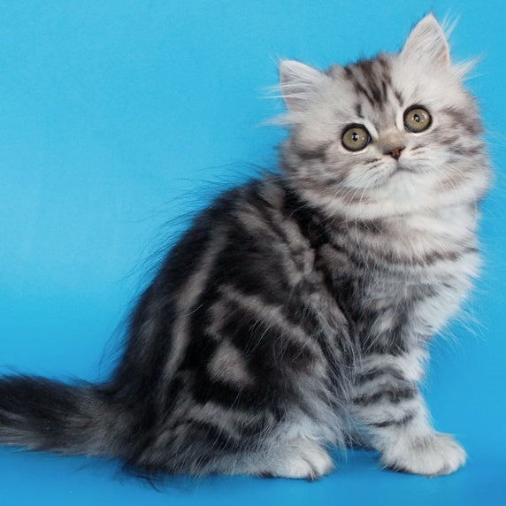 Yalvina British Shorthair female, black silver tabby