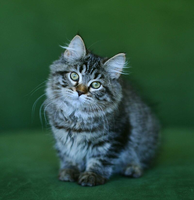 Olimpia Siberian female, black spotted tabby