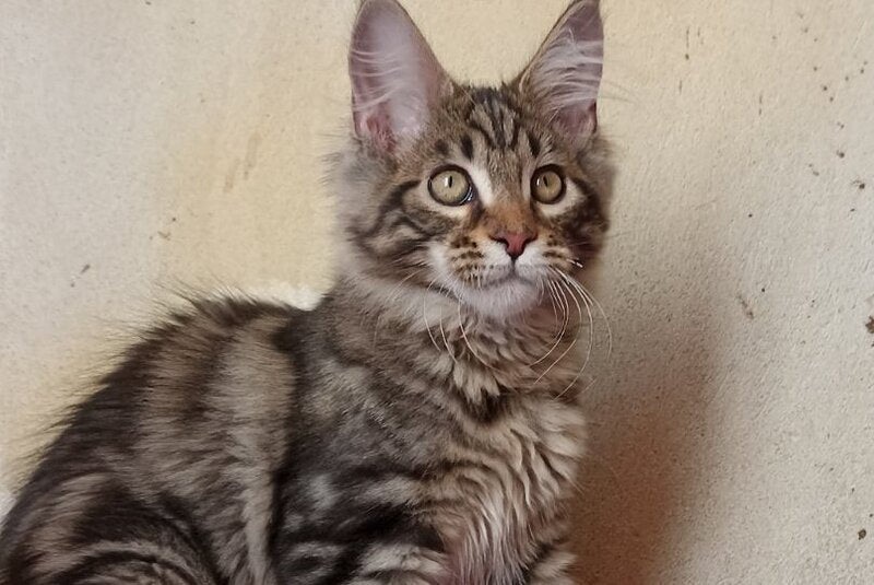 Yaguar Maine Coon male, black silver tabby