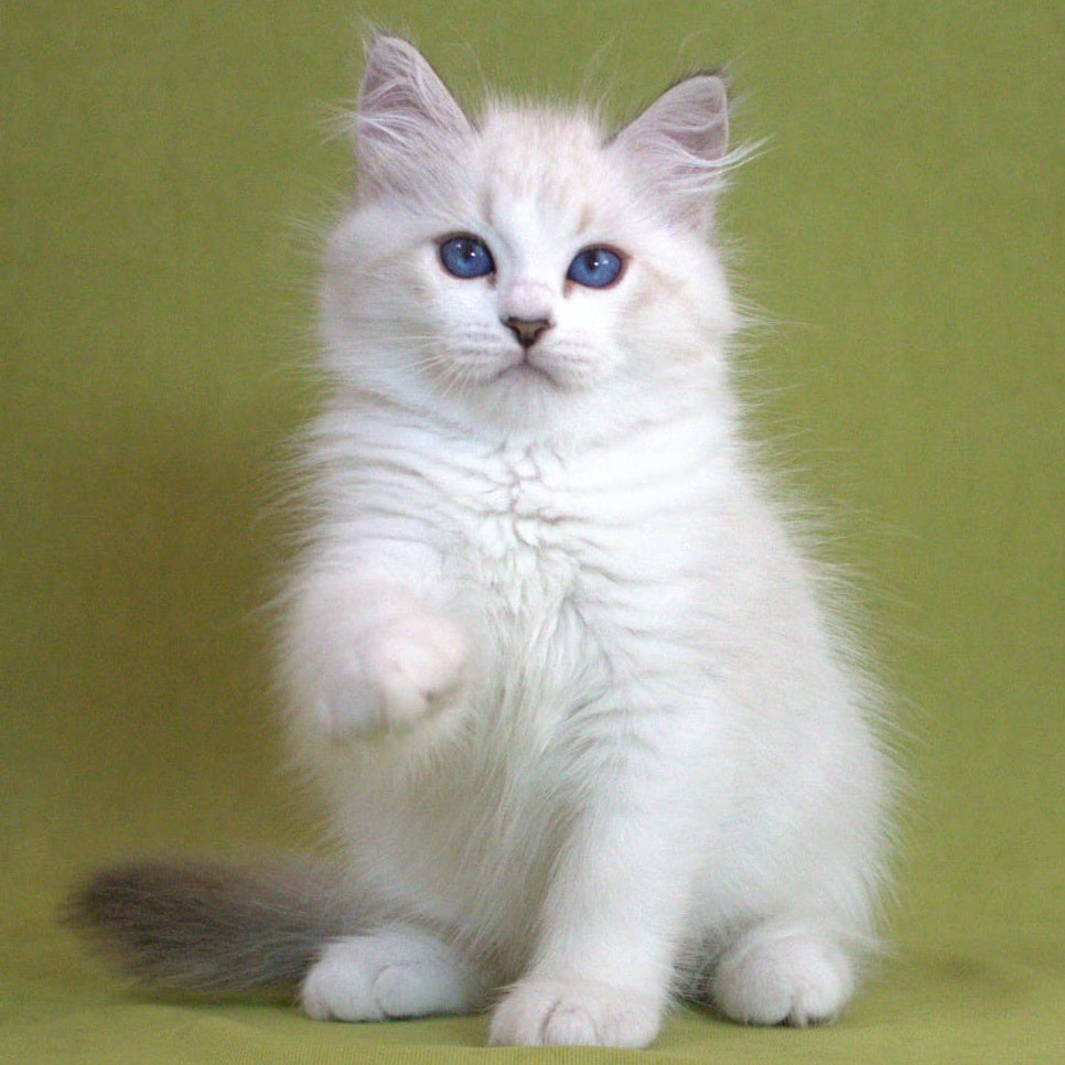 Hammer Siberian male, black bicolour tabby pointed