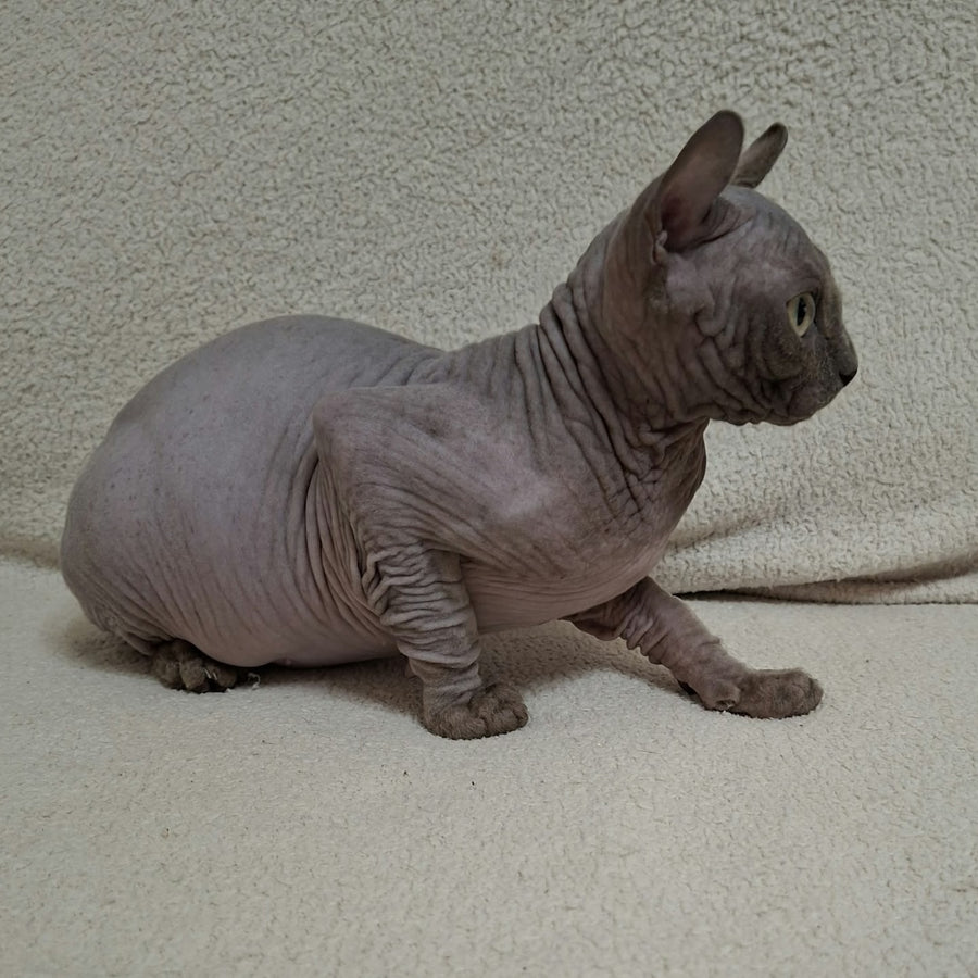 Stif Elf male, blue with white