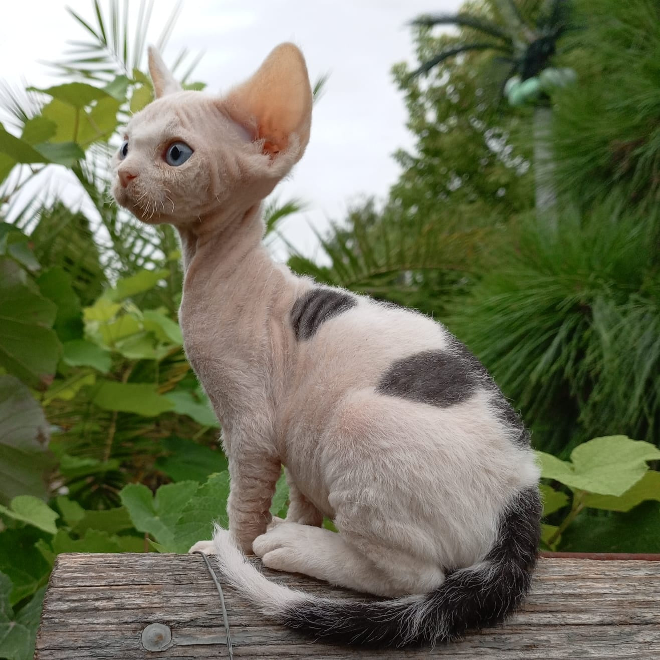 Piero Devon Rex male, black harlequin