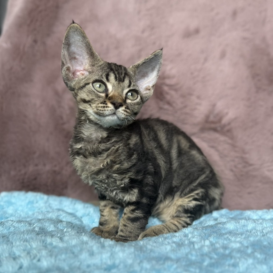 Xanti Devon Rex female, black tabby