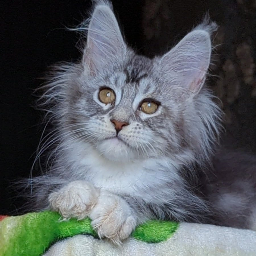 Irida Maine Coon female, black silver tabby with white