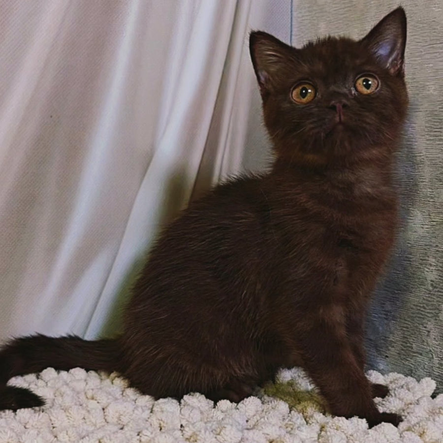 Jasper Scottish Fold male, chocolate