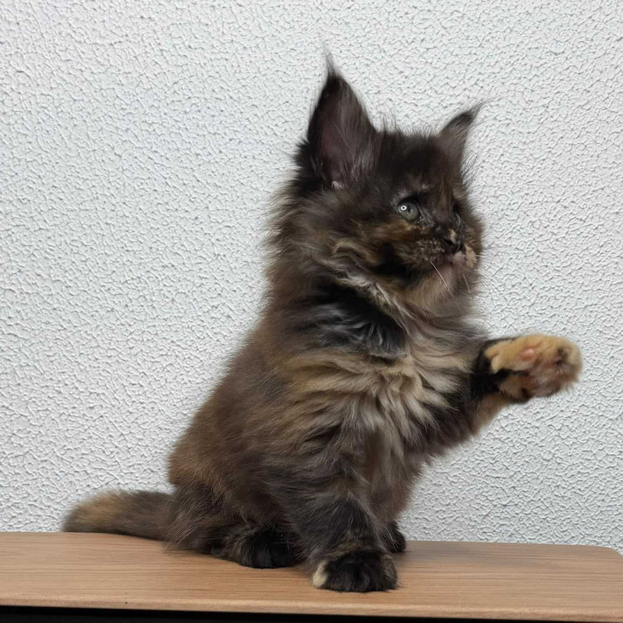 Barcelona Maine Coon female, black tortie