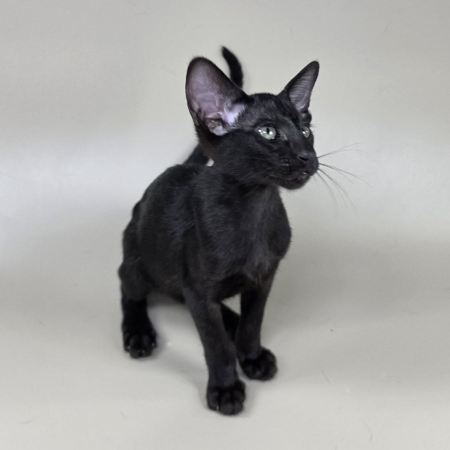 Xolotl Oriental Shorthair male, black