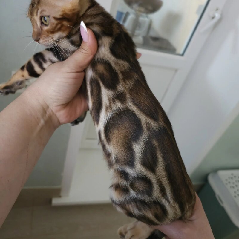 Тamerlan Bengal male black spotted tabby - live animals