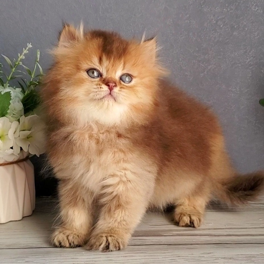 Ginger British Longhair male, chocolate golden ticked tabby
