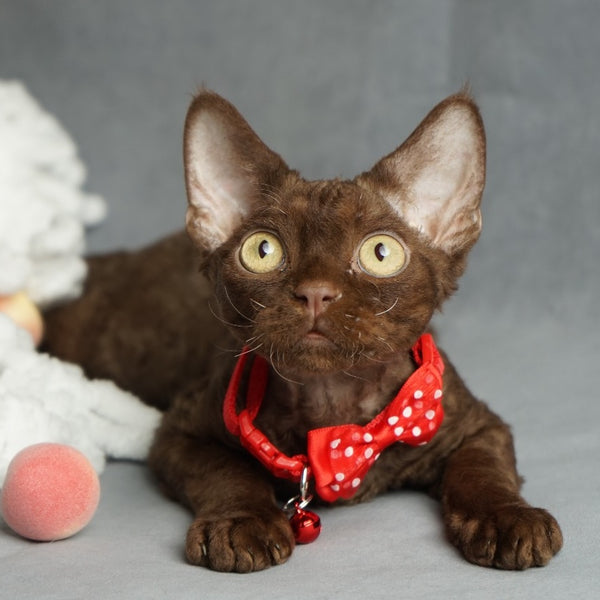 Makar Devon Rex male, chocolate
