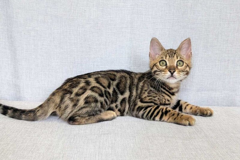 Zipsy Bengal female black spotted tabby - live animals