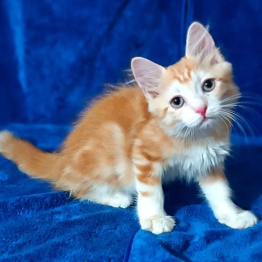 Еlizabet Siberian female, red with white tabby