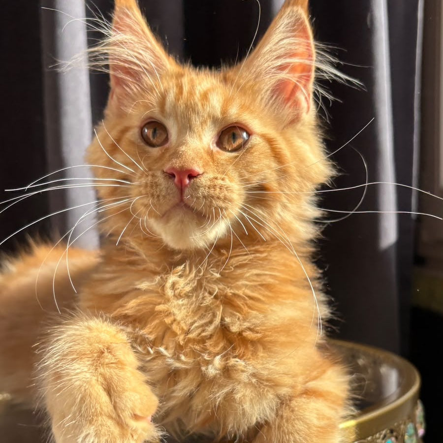 Iggy Maine Coon male, red