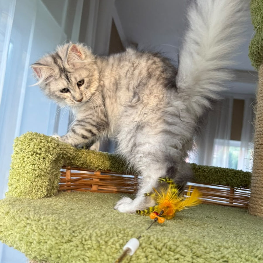 Illada Maine Coon female, black tortie silver tabby