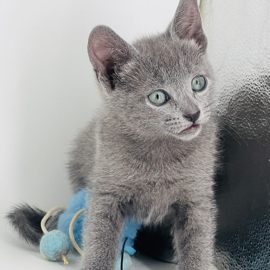 Aster Russian Blue male, blue