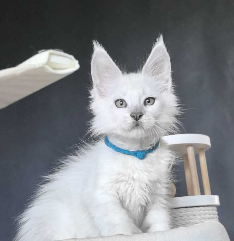 Urman Maine Coon polydactyl male, black silver chinchilla