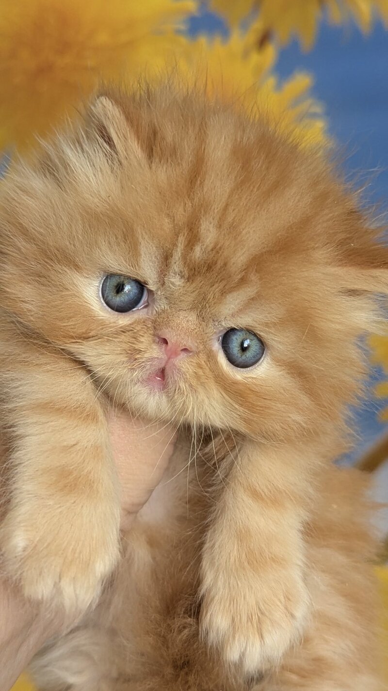 Persey Persian male, red tabby