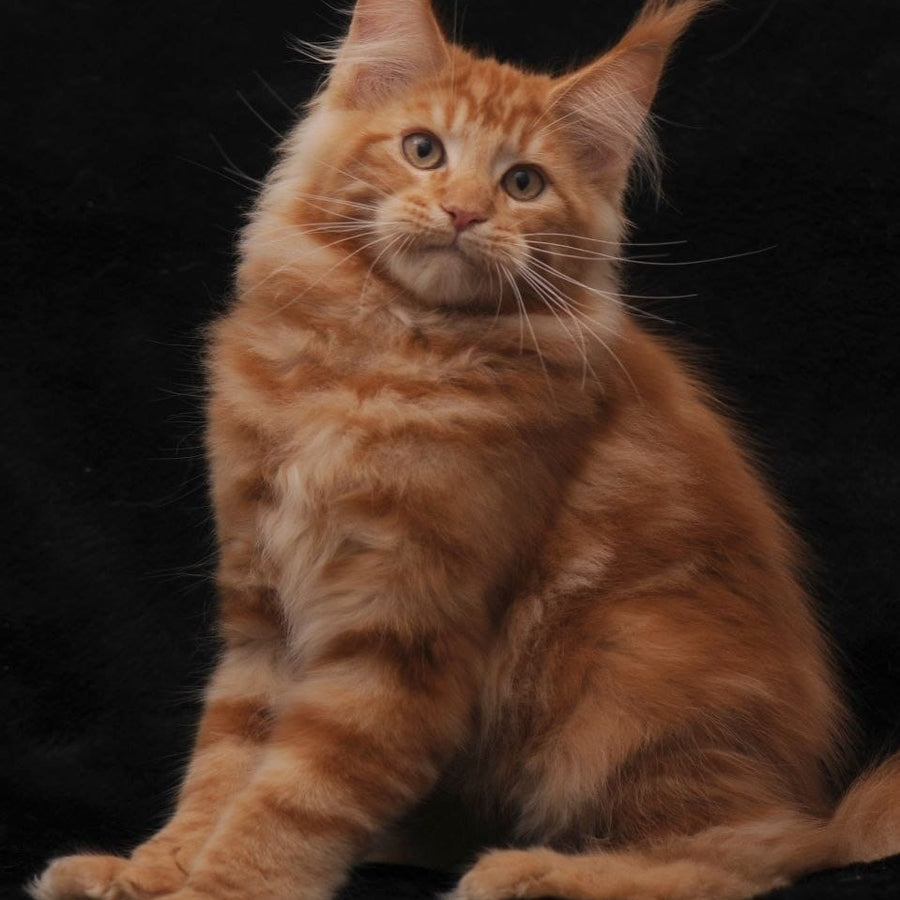 Rony Maine Coon male, red