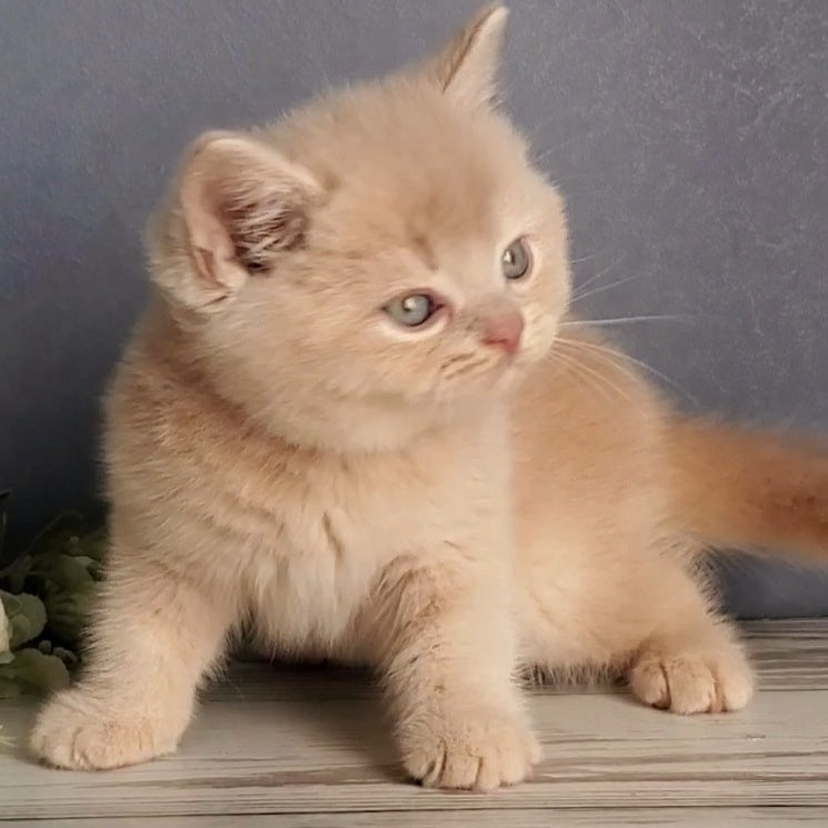 Dionis British Shorthair male, cream