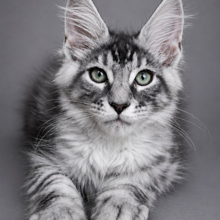 Lexus Maine Coon male, black silver tabby