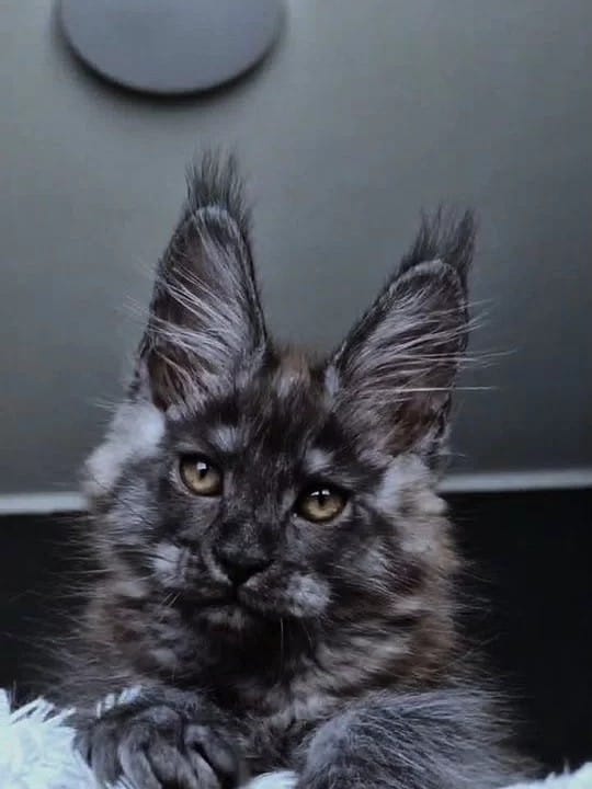 Kasperov Maine Coon male, black silver