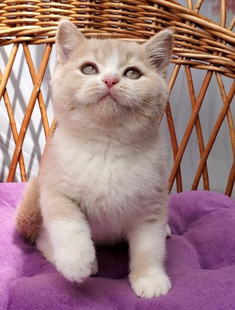 Uno British Shorthair male cream bicolour - live animals