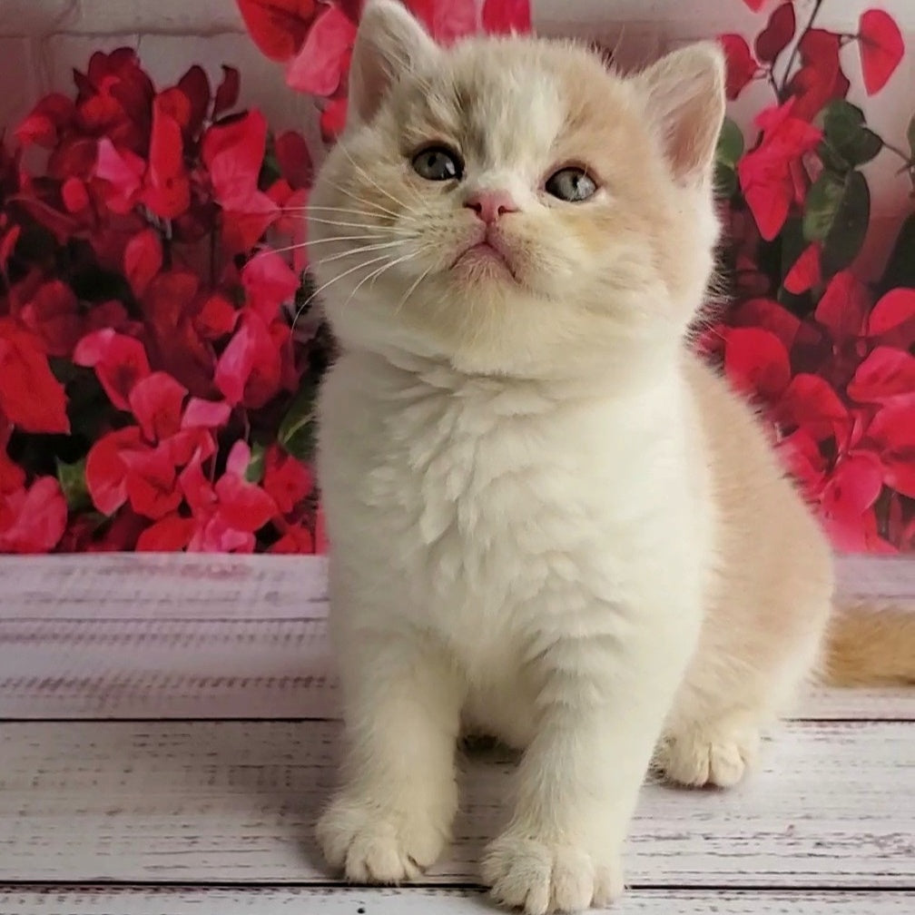 Ivar British Shorthair male, fawn bicolour