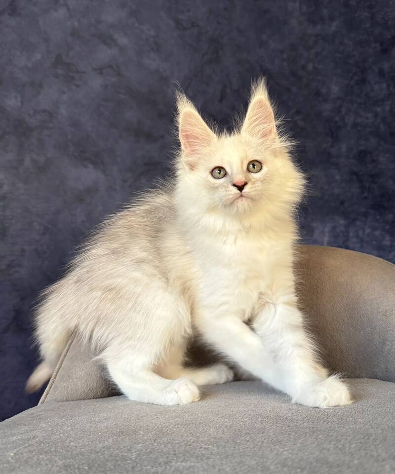 Glen Ellen Maine Coon female, black tortie silver shaded