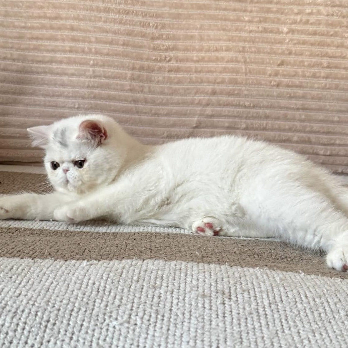 Kimberly Exotic female, white