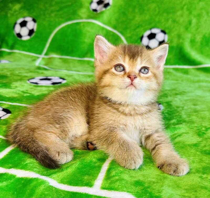 Emelia British Shorthair female, chocolate golden ticked tabby