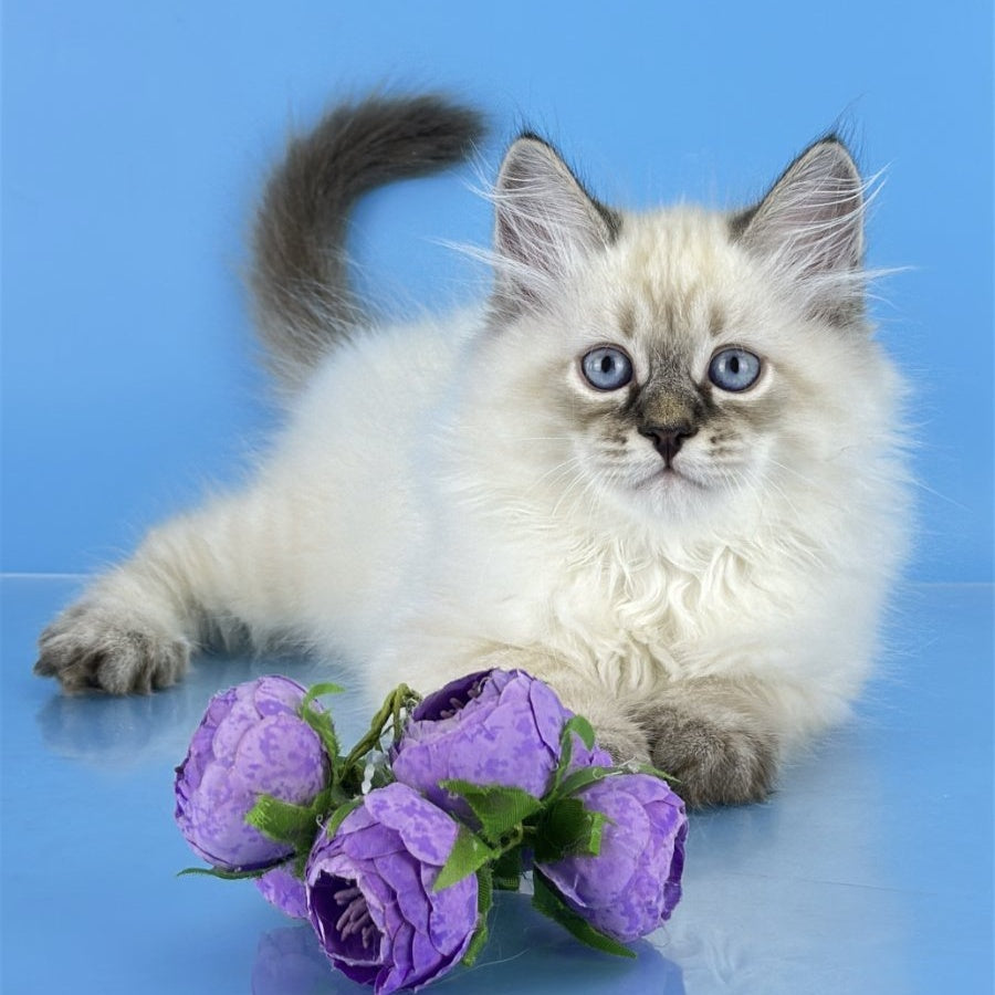 Archer Siberian male, black tabby pointed