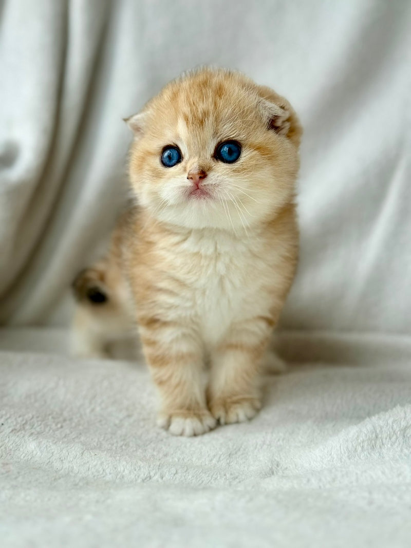 Xena Scottish Fold female black golden tabby - live animals