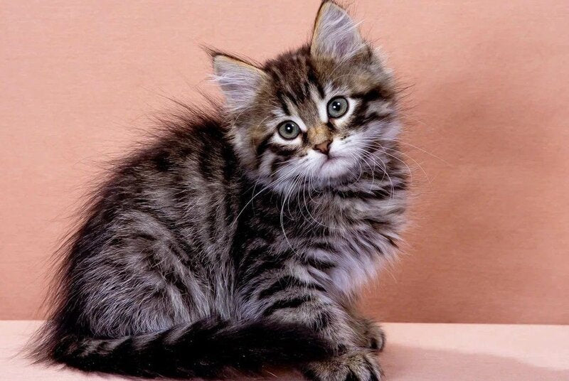 Germes Siberian male black spotted tabby - live animals
