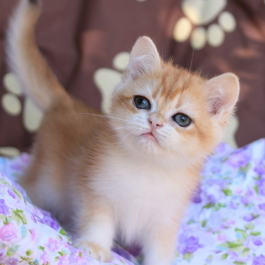 Qumquat British Shorthair male, black golden chinchilla