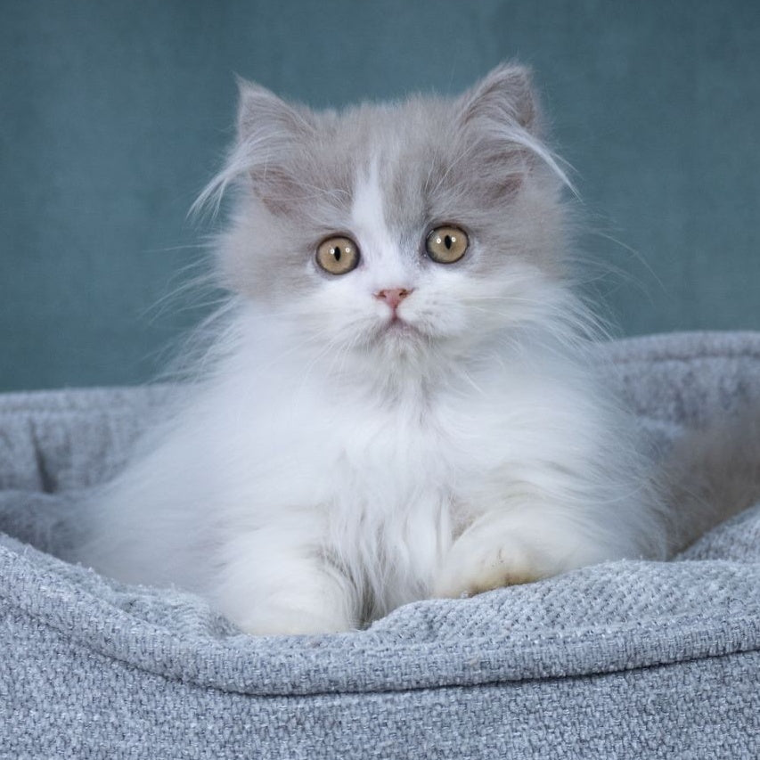 Elektra Selkirk Rex female, lilac harlequin