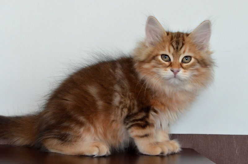 Stella Siberian female, black golden tabby