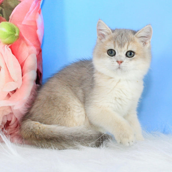 Tosha British Shorthair male, blue golden shaded