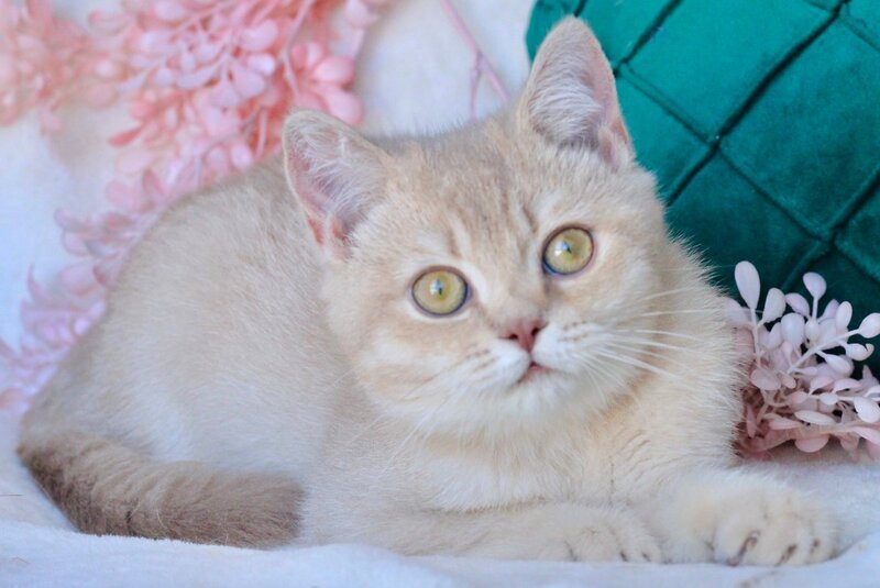 Ekler British Shorthair male, fawn golden shaded