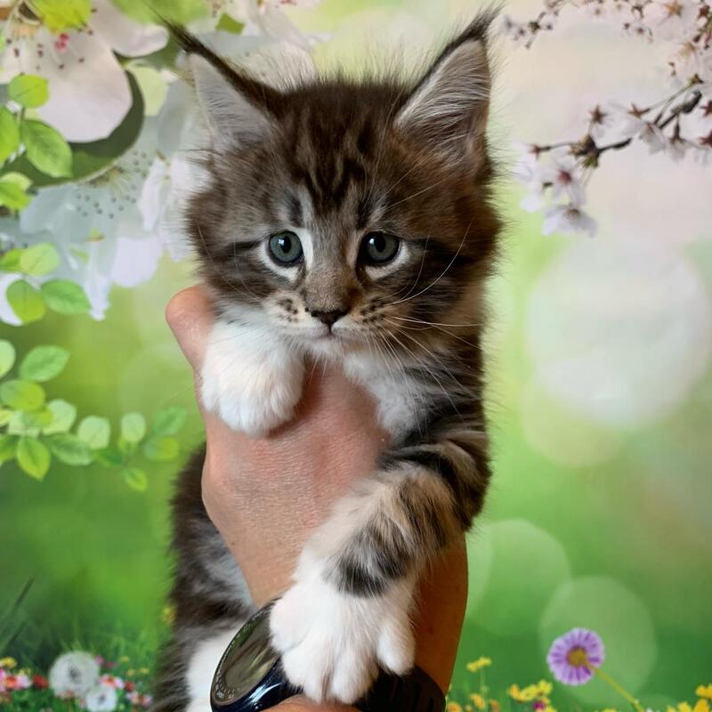 Uttar Maine Coon male, black silver bicolour tabby