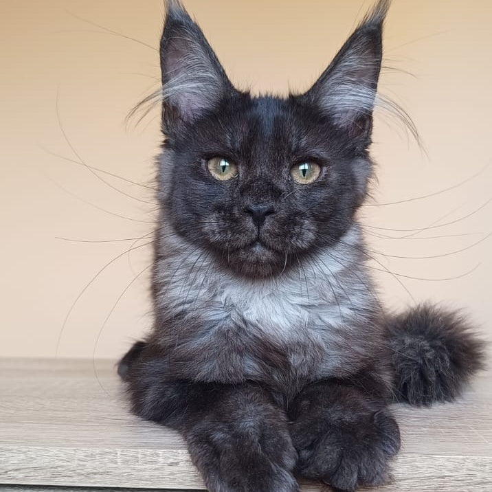 Dalaina Maine Coon female, black silver