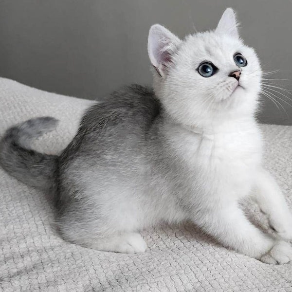 Illarion British Shorthair male, black silver shaded