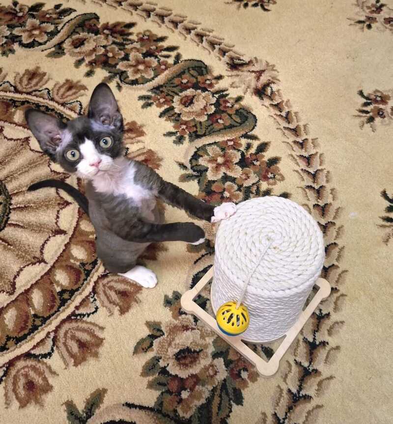 Eliza Devon Rex female black bicolour - live animals