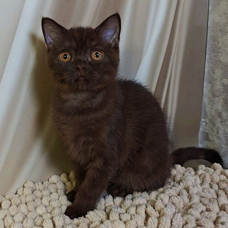 Jasper Scottish Fold male, chocolate