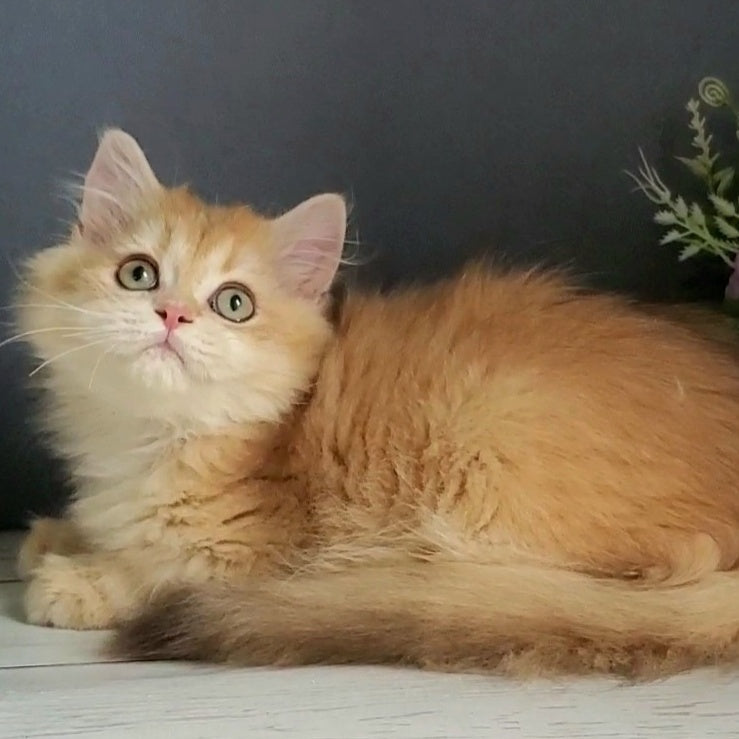Biskvit British Longhair male, chocolate golden chinchilla