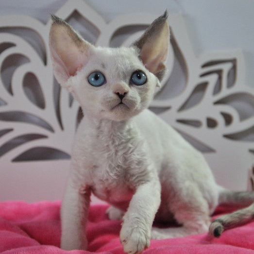 Maja Devon Rex female, black tortie bicolour pointed