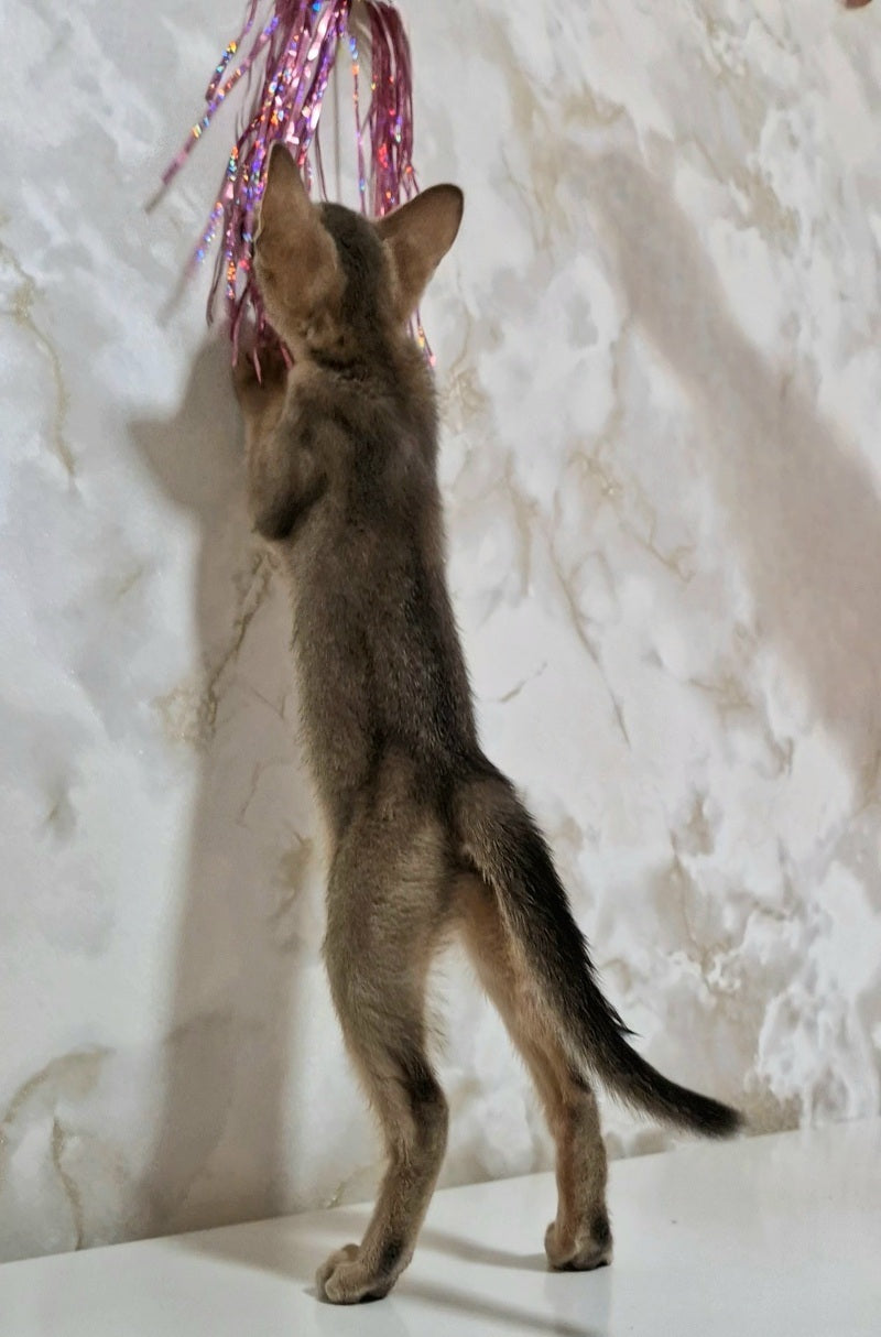 Isida Abyssinian female cinnamon - live animals
